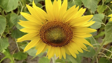 Close-up of a vibrant yellow sunflower (Helianthus) with green leaves in the background