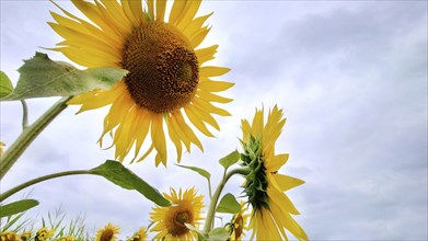 Close-up of blooming yellow sunflowers (Helianthus) against an overcast sky