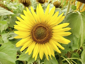 A close-up view of a vibrant yellow sunflower (Helianthus) in full bloom with green leaves