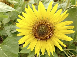 Yellow sunflower (Helianthus) in full bloom surrounded by green leaves, capturing the essence of