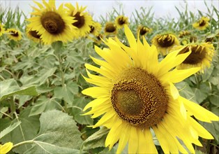 Close-up of a vibrant sunflower (Helianthus) in full bloom in a large field of sunflowers