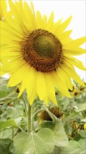 A close-up of a bright yellow sunflower (Helianthus) with green leaves