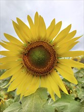 A vibrant close-up of a bright yellow sunflower (Helianthus) with green center on a sunny day