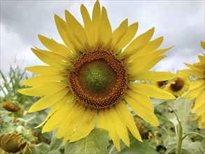 Close-up of a bright yellow sunflower (Helianthus) with a cloudy sky in the background