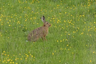 Hare sitting in a meadow, Geltinger Birk, Geltinger Bucht, Nieby, Schleswig-Holstein, Germany,