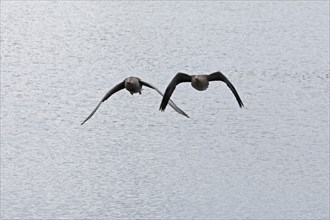 Greylag geese (Anser anser) in flight, water, Geltinger Birk, Geltinger Bucht, Nieby,