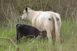 Galloway cattle, cow, calf, suckling, drinking, Geltinger Birk, Geltinger Bucht, Nieby,