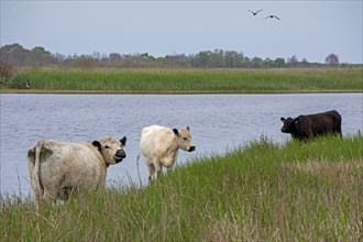 Galloway cattle, water, Geltinger Birk, Geltinger Bucht, Nieby, Schleswig-Holstein, Germany, Europe