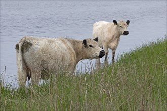 Galloway cattle, water, Geltinger Birk, Geltinger Bucht, Nieby, Schleswig-Holstein, Germany, Europe