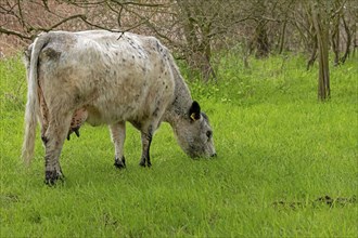 Galloway cattle grazing, Geltinger Birk, Geltinger Bucht, Nieby, Schleswig-Holstein, Germany,