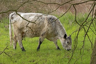 Galloway cattle grazing, Geltinger Birk, Geltinger Bucht, Nieby, Schleswig-Holstein, Germany,