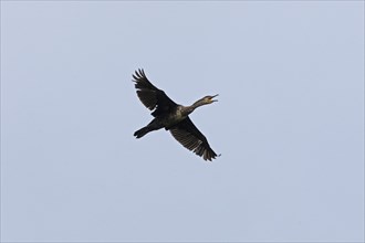 Great cormorant (Phalacrocorax carbo) in flight, tattered, screaming, Geltinger Birk, Geltinger