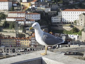 Seagull standing on a railing overlooking a city of historic and modern buildings, Porto, Douro,