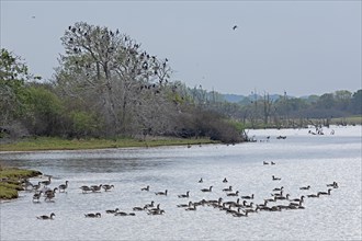 Cormorant colony, grey geese, water, Geltinger Birk, Geltinger Bucht, Nieby, Schleswig-Holstein,