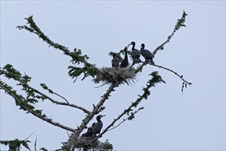 Great cormorant (Phalacrocorax carbo), nest, young, young being fed, Geltinger Birk, Geltinger