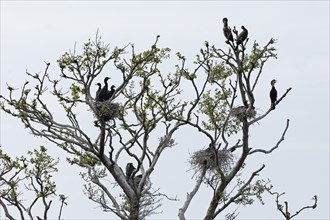 Cormorant colony (Phalacrocorax carbo), nest, young, Geltinger Birk, Geltinger Bucht, Nieby,