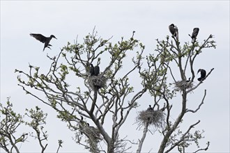 Cormorant colony, flying great cormorant (Phalacrocorax carbo), nest, young, Geltinger Birk,