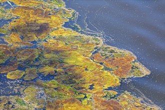 Algae, Sea, Baltic Sea, Geltinger Birk, Geltinger Bucht, Nieby, Schleswig-Holstein, Germany, Europe