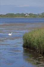 Windmill Charlotte, swan, sea, Baltic Sea, Geltinger Birk, Geltinger Bucht, Nieby,