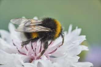 Macro photo of a bumblebee (Bombus) on a white flower collecting nectar in a natural environment,