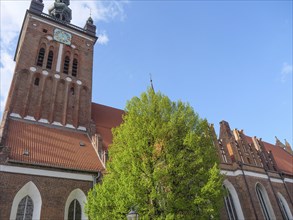 Large church with a high tower surrounded by green trees under a clear blue sky, Gdansk, Poland,