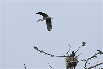 Grey heron (Ardea cinerea) in flight, great cormorant (Phalacrocorax carbo) in nest, Geltinger