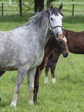 Grey horse with a brown foal on a green pasture, Borken, Westphalia, Germany, Europe