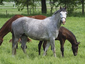 A grey horse stands and looks straight ahead while other horses graze around it, Borken,