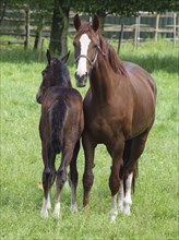 A bay horse and a foal stand close to each other in a green meadow, Borken, Westphalia, Germany,