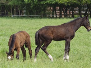 Two foals on a green pasture with trees in the background, Borken, Westphalia, Germany, Europe