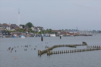 Herring fences, Kappeln, Schlei, Schleswig-Holstein, Germany, Europe
