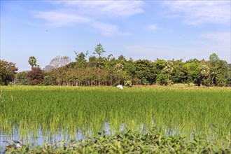 Green Rice fields near Hpa-An