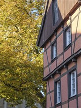 A half-timbered house in autumn colours with colourful leaves on a large tree next to the house,