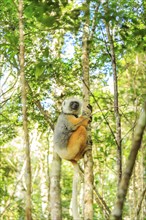 Coquerel's sifaka in Andasibe-Mantadia National Park, Madagascar, Africa