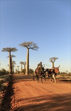 The famous baobab alley in Madagaskar