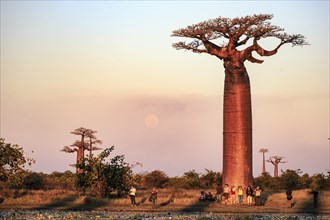 The famous baobab alley in Madagaskar