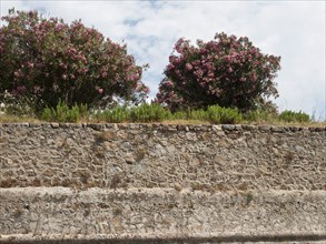 Flowering shrubs grow over a stone wall under a cloudy sky, ajaccio, corsica, france