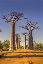 Avenue des Baobabs, the Adansonia madagascariensis