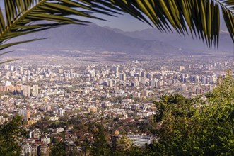 Palm over the skyline of Santiago de Chile