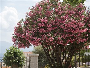 Large tree with pink flowers in the garden against a sky blue background, ajaccio, corsica, france