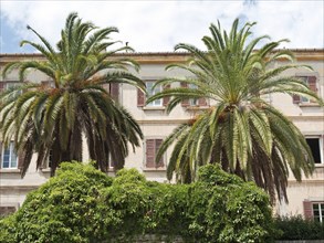 Two palm trees in front of an old building façade with Mediterranean-style windows, ajaccio,