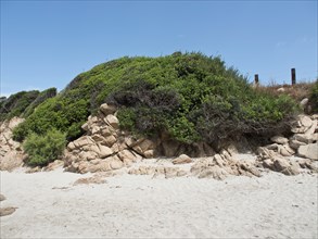 Lush green bushes grow on a rocky hill with sandy soil below, ajaccio, corsica, france