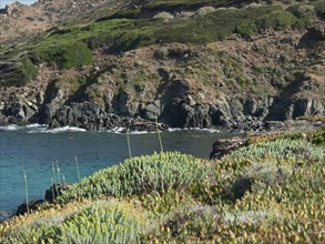 Plants along a rocky coastline overlooking the sea in a green landscape, ajaccio, corsica, france