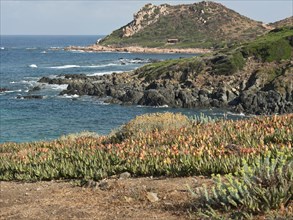 Hilly rocky coast with plants and sea view under a blue sky, ajaccio, corsica, france