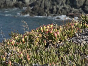 Close-up of plants along a rocky coast with the sea in the background on a summer day, ajaccio,