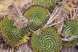 Four Spiral Aloe in Lesotho