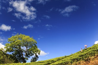 Tea plantation in Sri Lanka