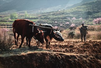 Yoke of oxen plowing a field in Lesotho