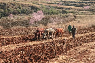 Two men plowing a field with yoke of oxen, Lesotho, Africa