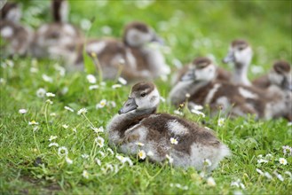 Egyptian goose chick, alopochen aegyptiaca on a meadow with daisy flowers in spring, animal and